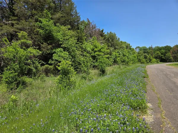 a view of a lush green space