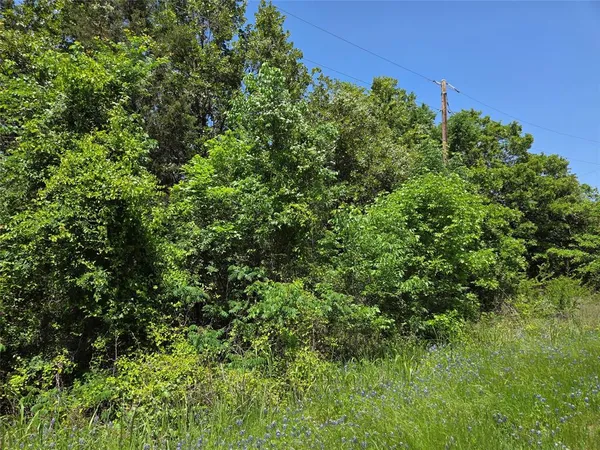 a view of a lush green forest