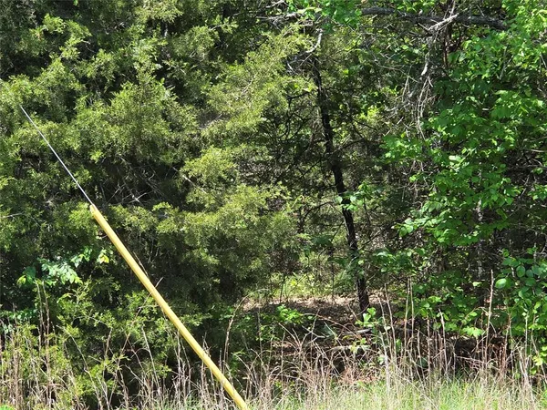 a view of a lush green forest
