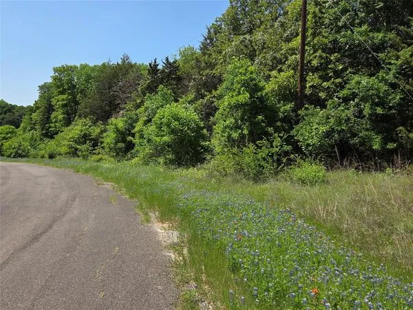 a view of a lush green forest with lots of trees