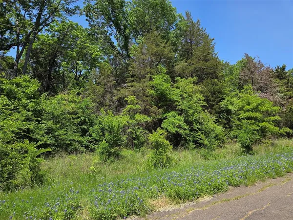 a view of a lush green forest