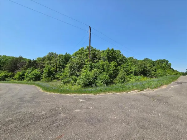 a view of a lush green forest