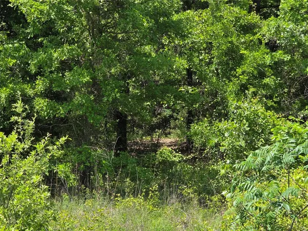 a view of a garden with plants and large trees
