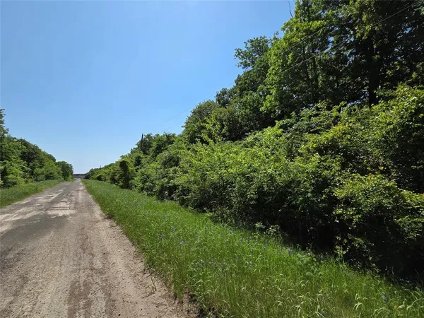 a view of a lush green forest