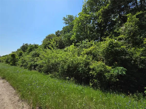 a view of a lush green forest