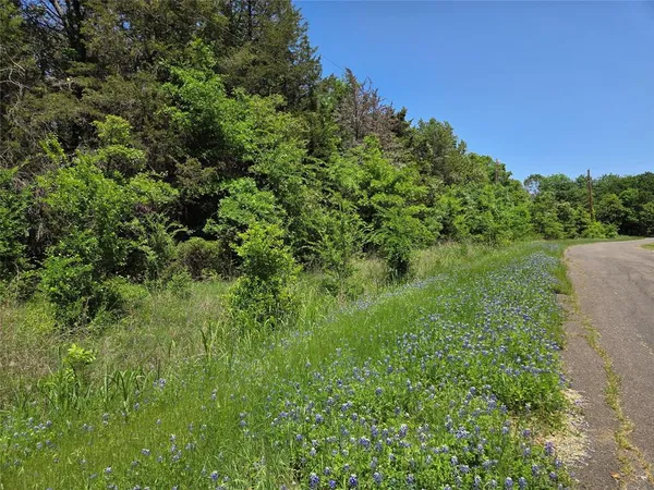 a view of a lush green space