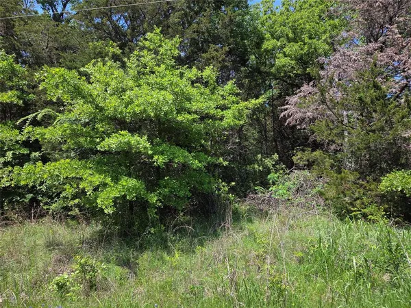 a view of a lush green forest with lawn chairs and plants