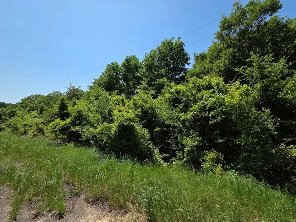 a view of a lush green space