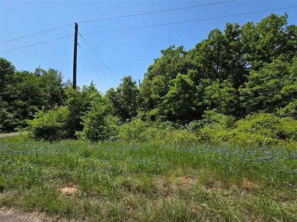 a view of a field with a tree