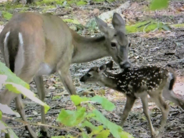 608 Moss Patch Trail Jasper, GA 30143 - Photo 22 of 24