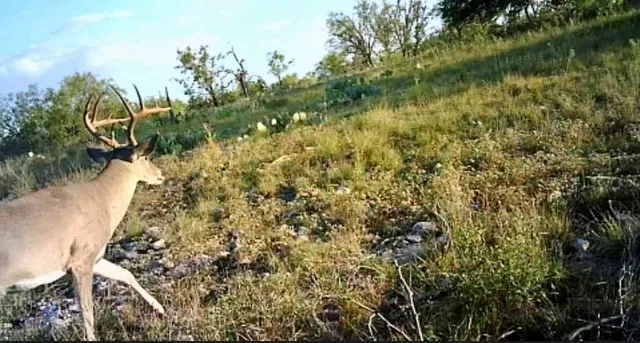 a view of a yard with plants and trees