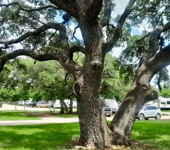 a view of a trees in a yard