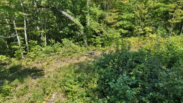 a view of a lush green forest