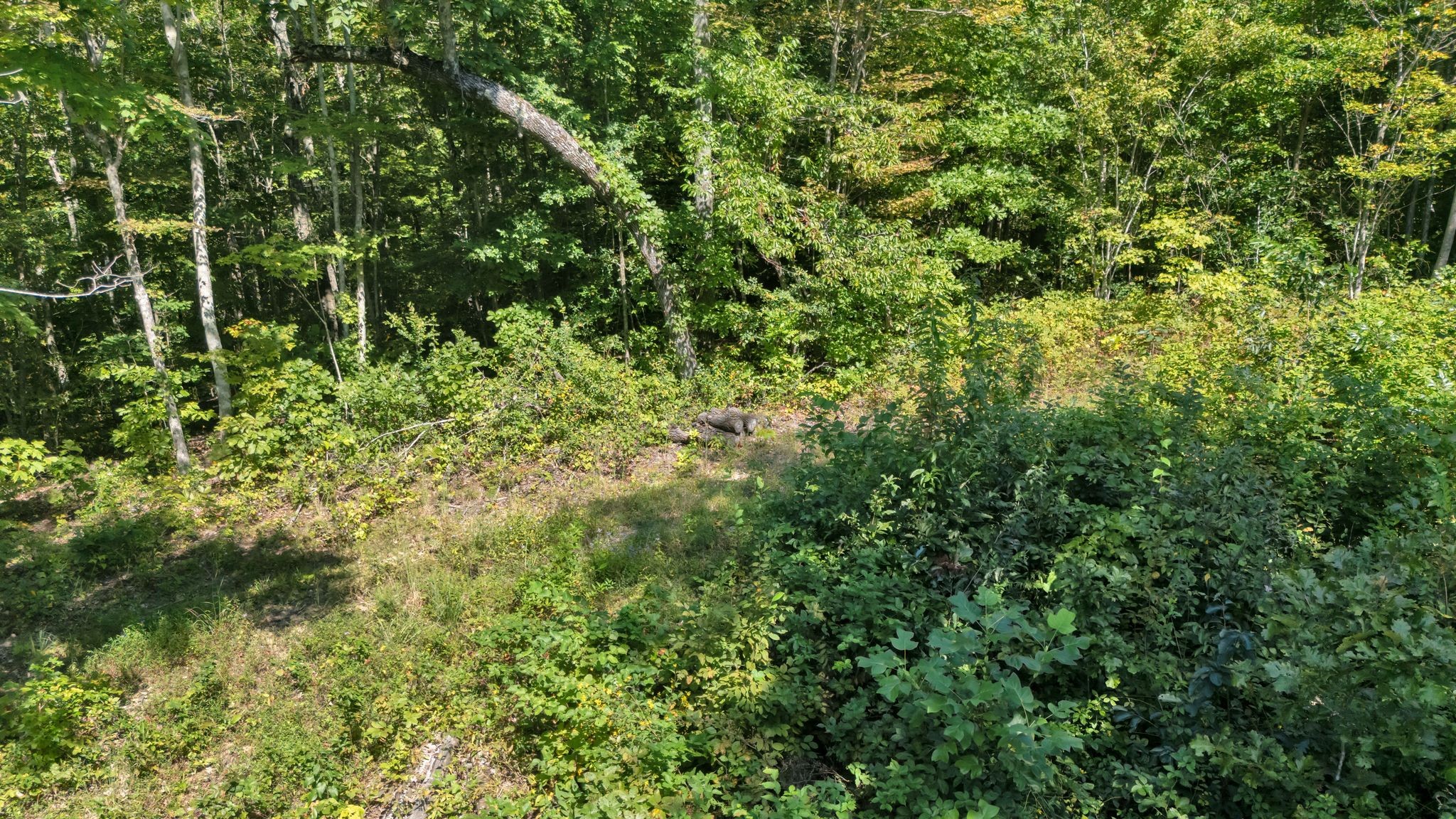 0 Wet Mill Creek Road Celina, TN 38551 - Photo 21 of 42 a view of a lush green forest