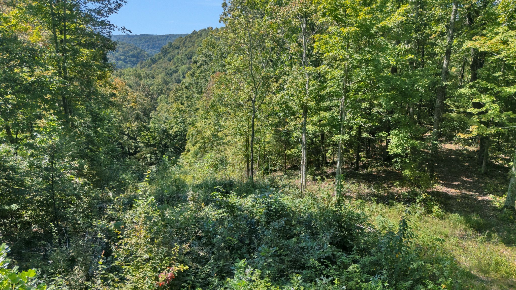 0 Wet Mill Creek Road Celina, TN 38551 - Photo 22 of 42 a view of a lush green forest