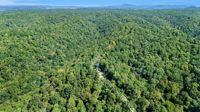 a view of a forest with a tree
