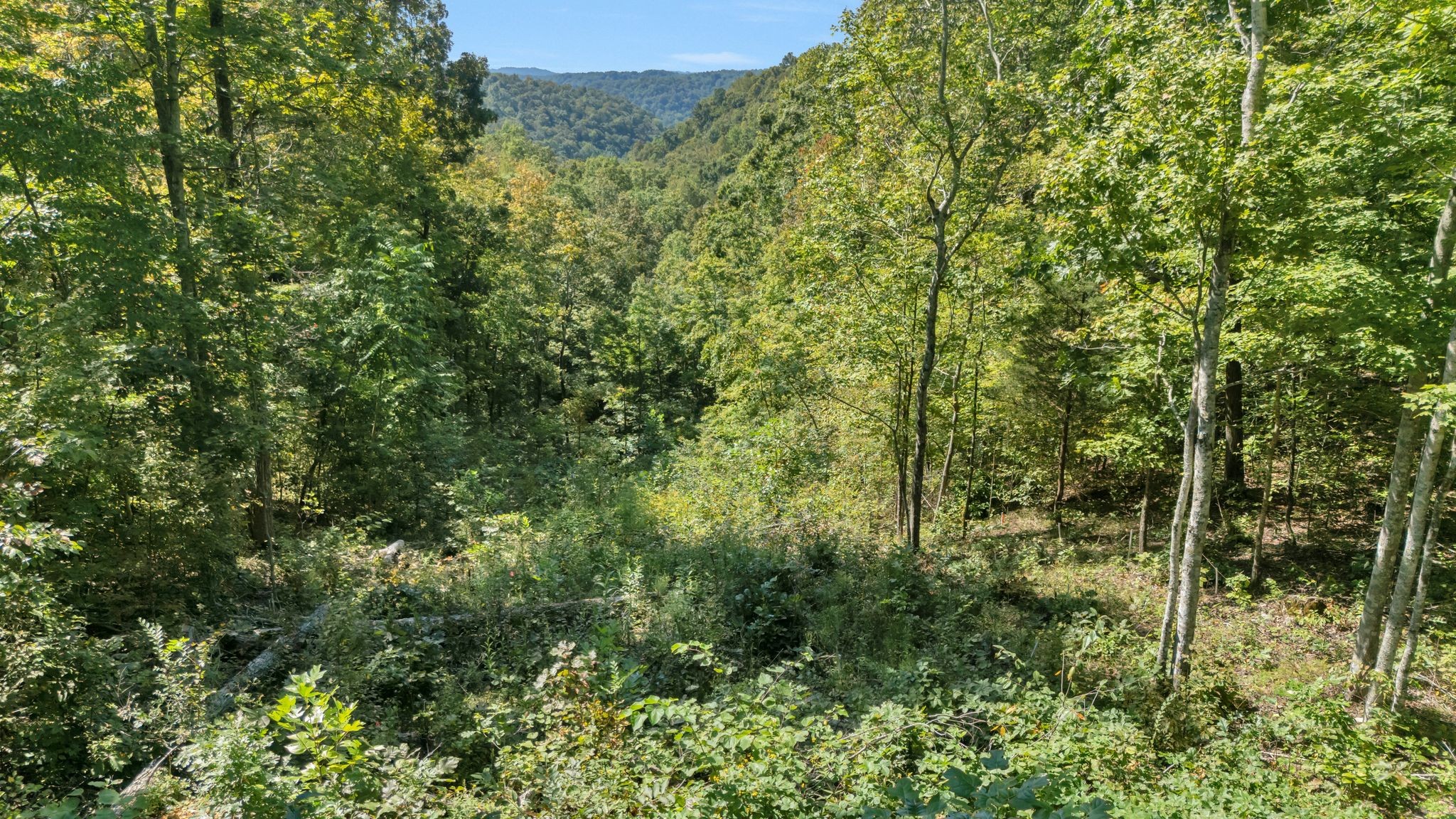 0 Wet Mill Creek Road Celina, TN 38551 - Photo 41 of 42 a view of a forest with a tree