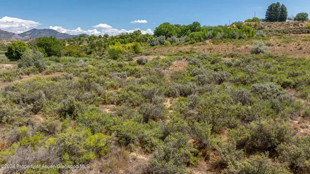 a view of a bunch of trees and bushes