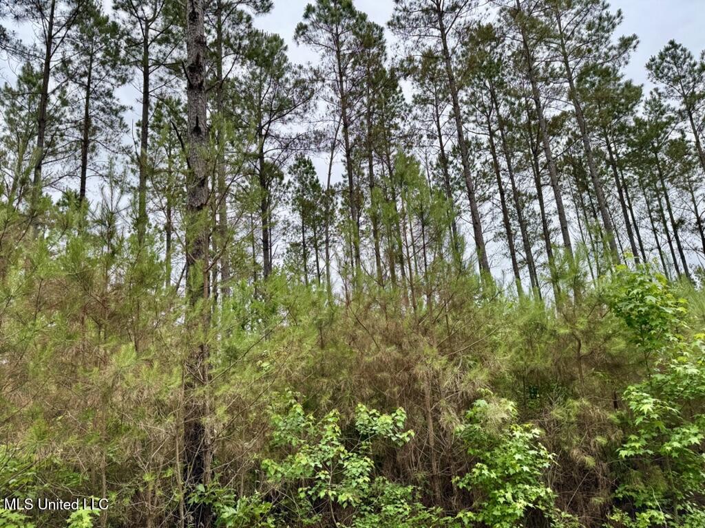 10 Mt Carmel Road Bailey, MS 39320 - Photo 11 of 23 527763CF-66A4-4646-A8EB-017C10FAE967_1_1