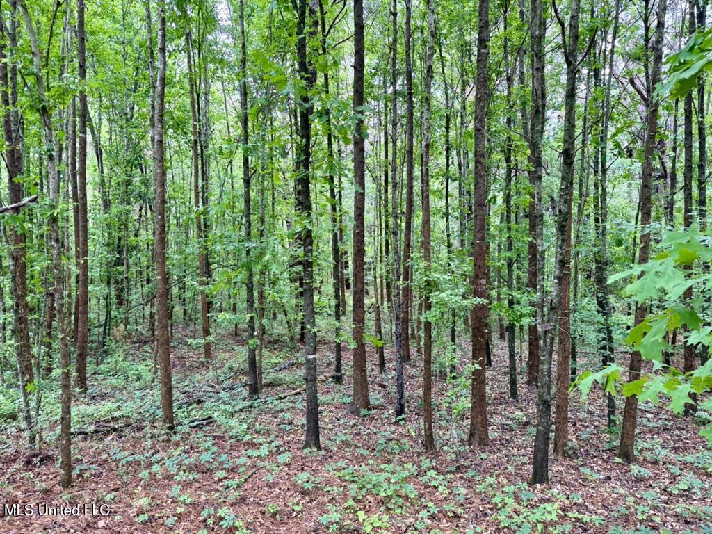 10 Mt Carmel Road Bailey, MS 39320 - Photo 19 of 23 9014295F-1F20-4CFE-9B7A-AF1B7EE33A68_1_1