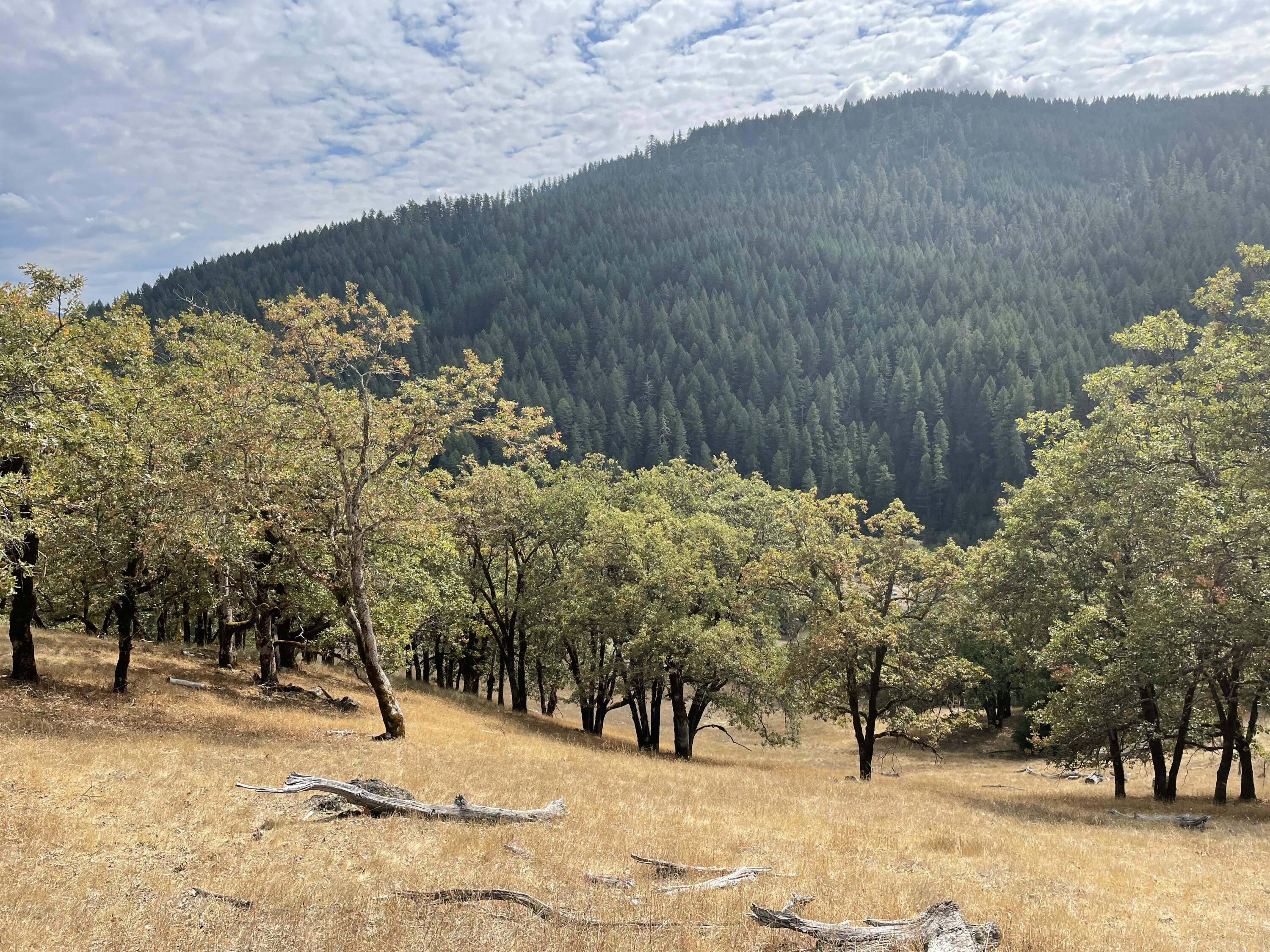 40-acres 40-acres Ridge Road Mad River, CA 95526 - Photo 5 of 28