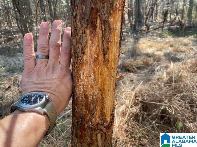 0 Jones Chapel Loop, Unit 15 / ACRES Springville, AL 35146 - Photo 3 of 10