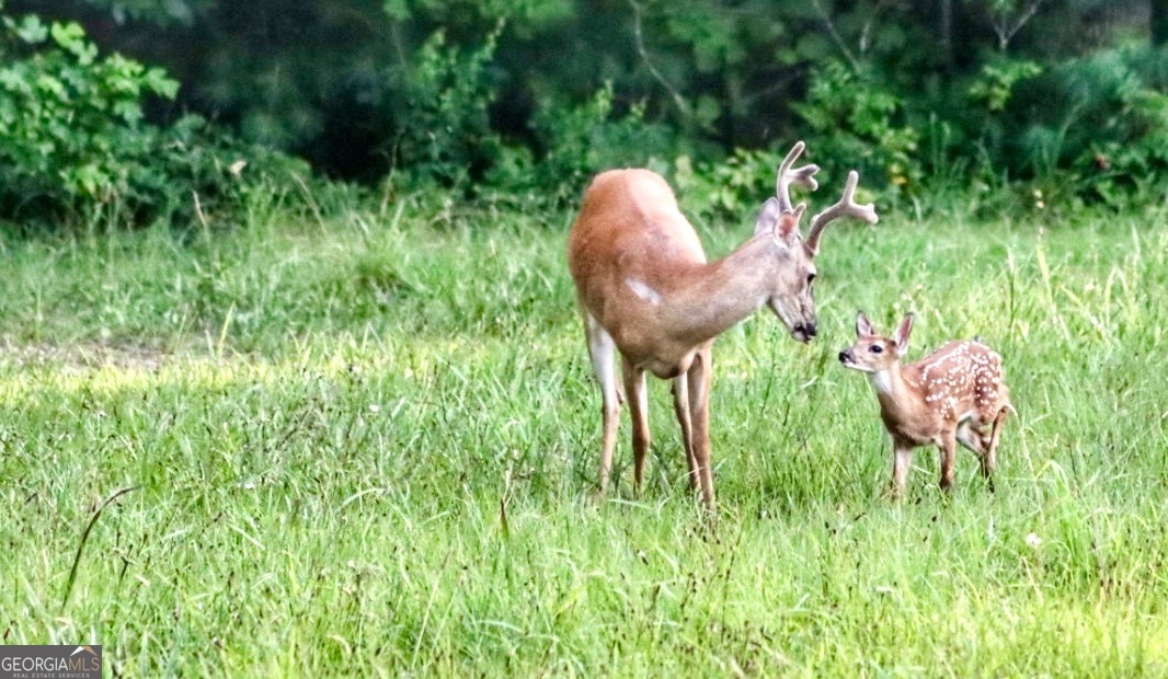 98 Saddle Back Trail Blue Ridge, GA 30513 - Photo 65 of 68