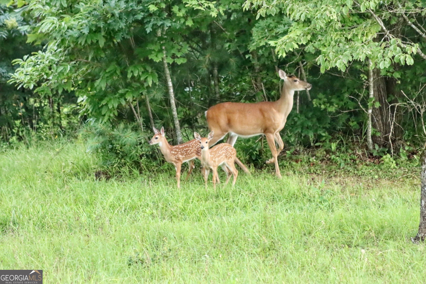 98 Saddle Back Trail Blue Ridge, GA 30513 - Photo 66 of 68