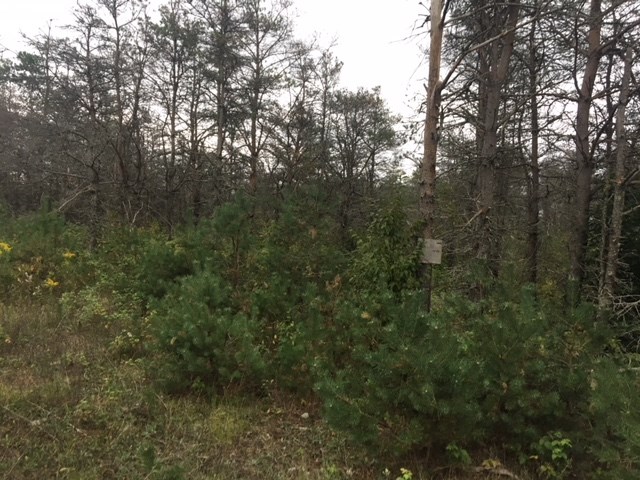 0 16th Road Mesick, MI 49668 - Photo 3 of 10 1872836-2.JPG