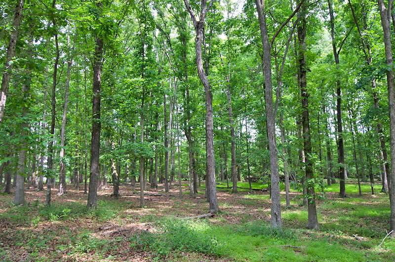 9706 Rougemont Road Bahama, NC 27503 - Photo 8 of 21 Photo 8