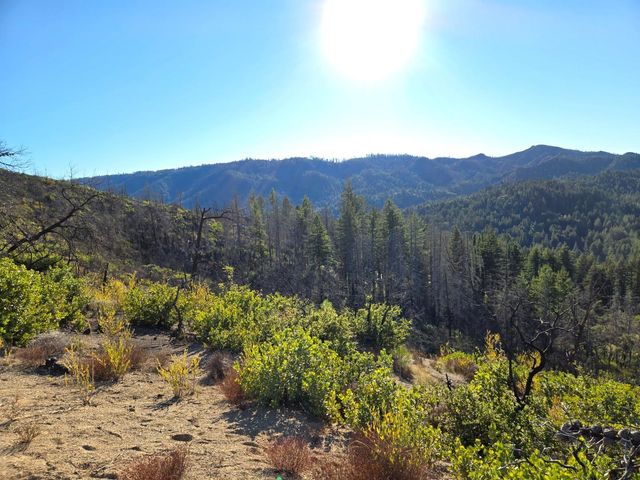 a view of a lot of trees and flowers