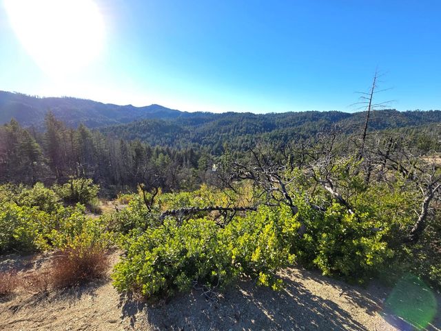a view of a bunch of trees and bushes