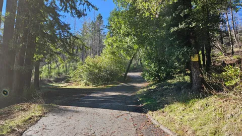 a view of yard along with trees