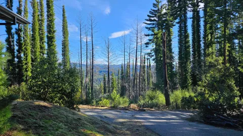 a view of a city with large trees