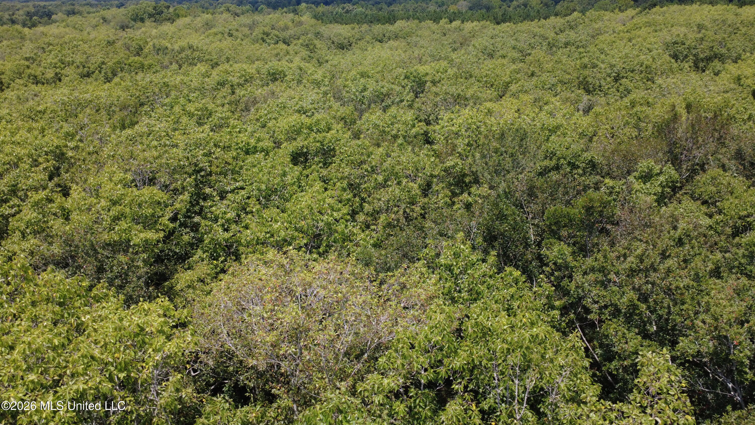 No Street Preston, MS 39354 - Photo 4 of 15 DJI_0101