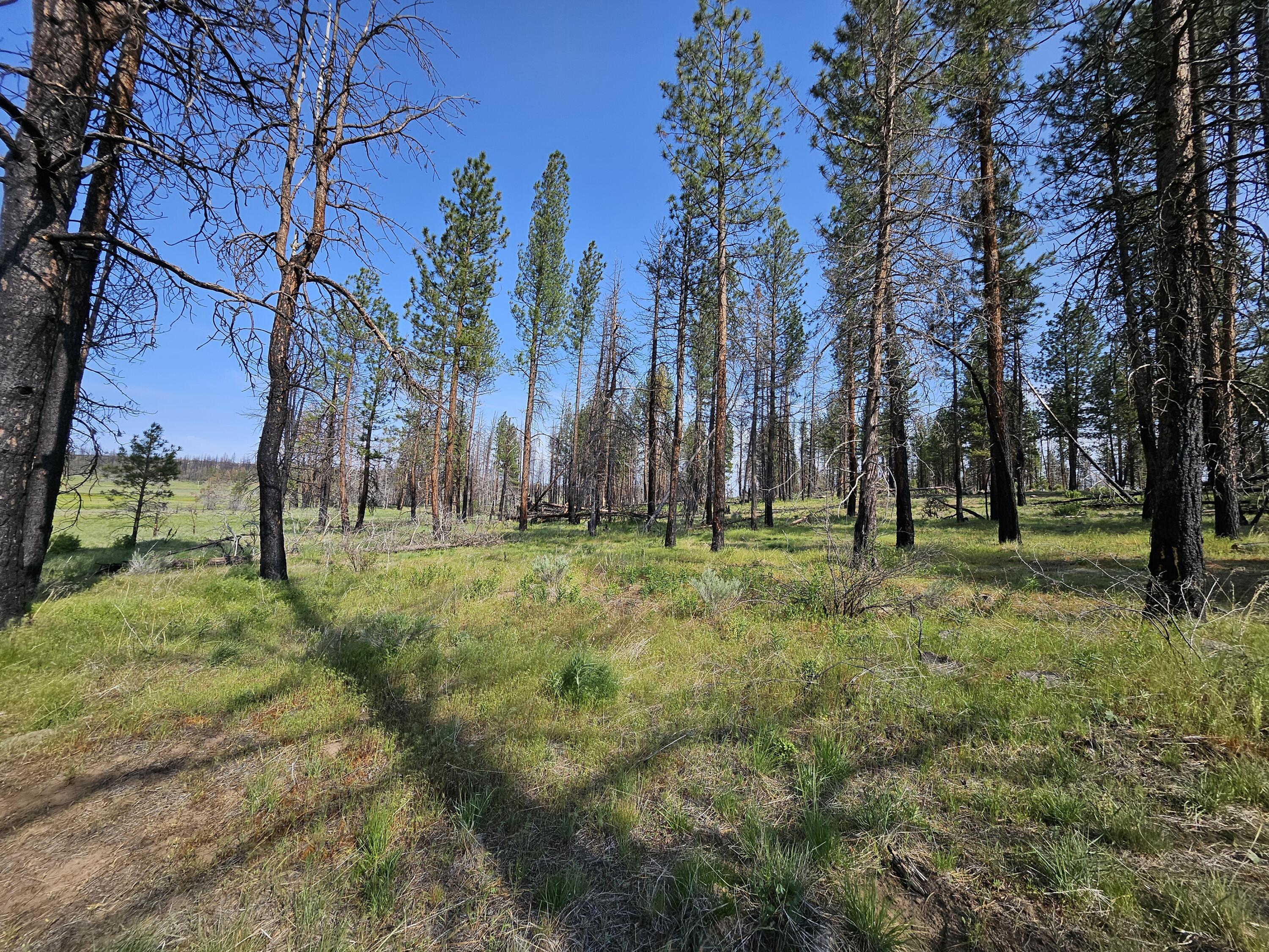 8 Parazoo Trail Bly, OR 97622 - Photo 6 of 27 towards back of the lot