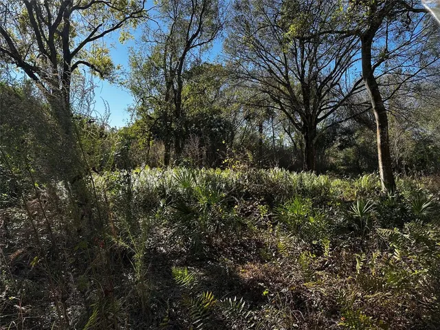 a view of a forest with a tree