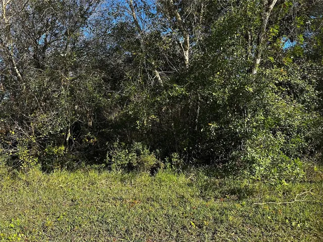 a view of a bunch of trees and bushes