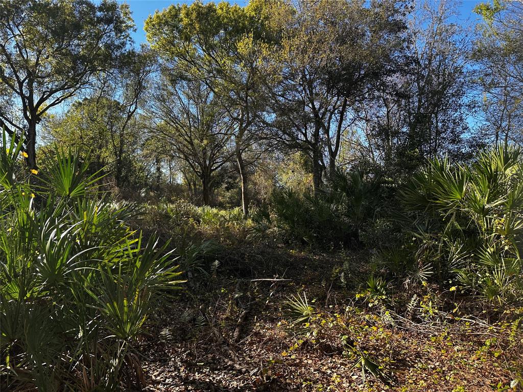 10305 Northeast 2nd Terrace Okeechobee, FL 34972 - Photo 5 of 5 a view of a garden with plants and large trees