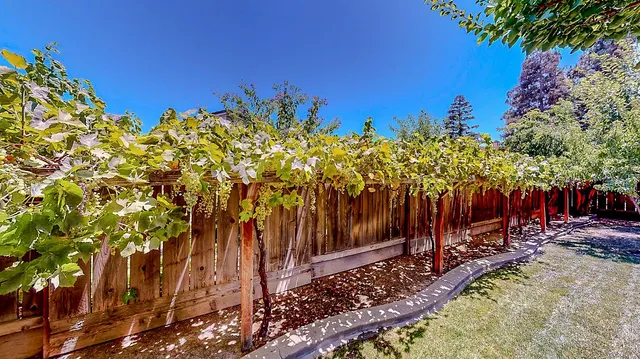 a view of a backyard with tree s