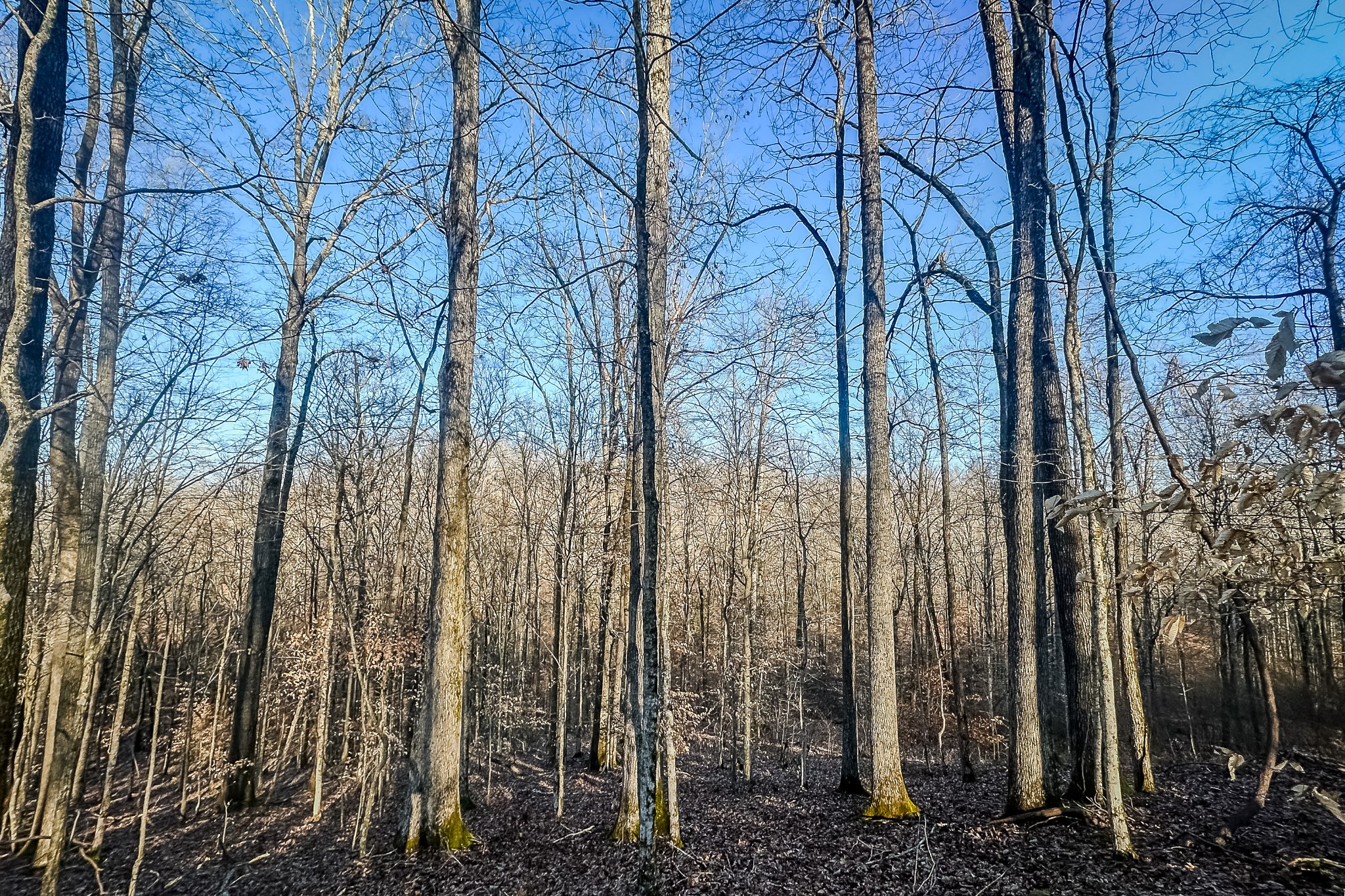 0 Mayberry Prong Road Linden, TN 37096 - Photo 11 of 16 a view of a forest with large trees