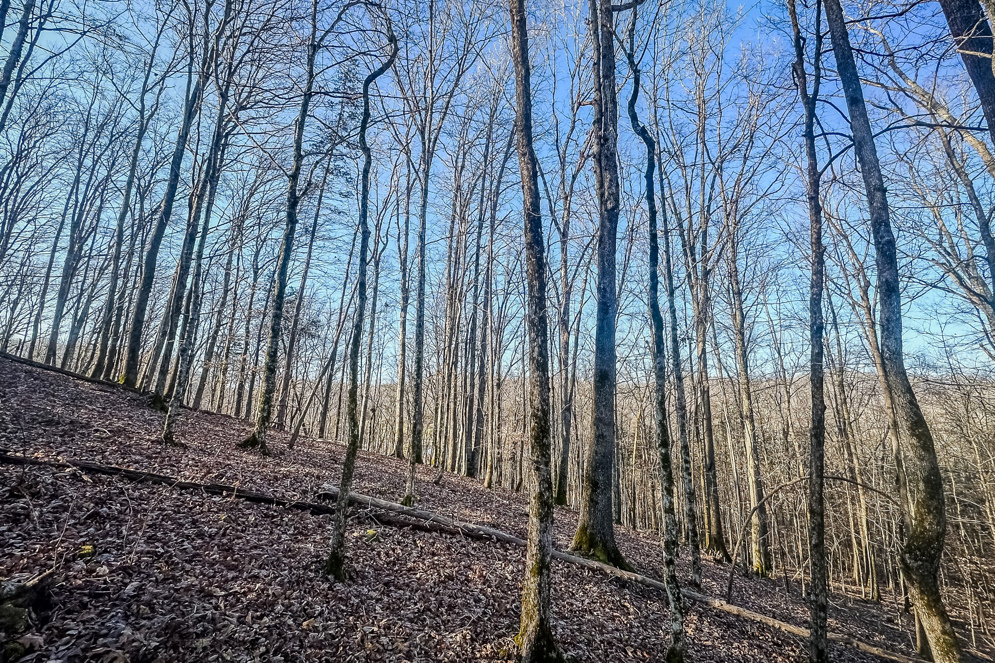 0 Mayberry Prong Road Linden, TN 37096 - Photo 12 of 16 a view of a backyard