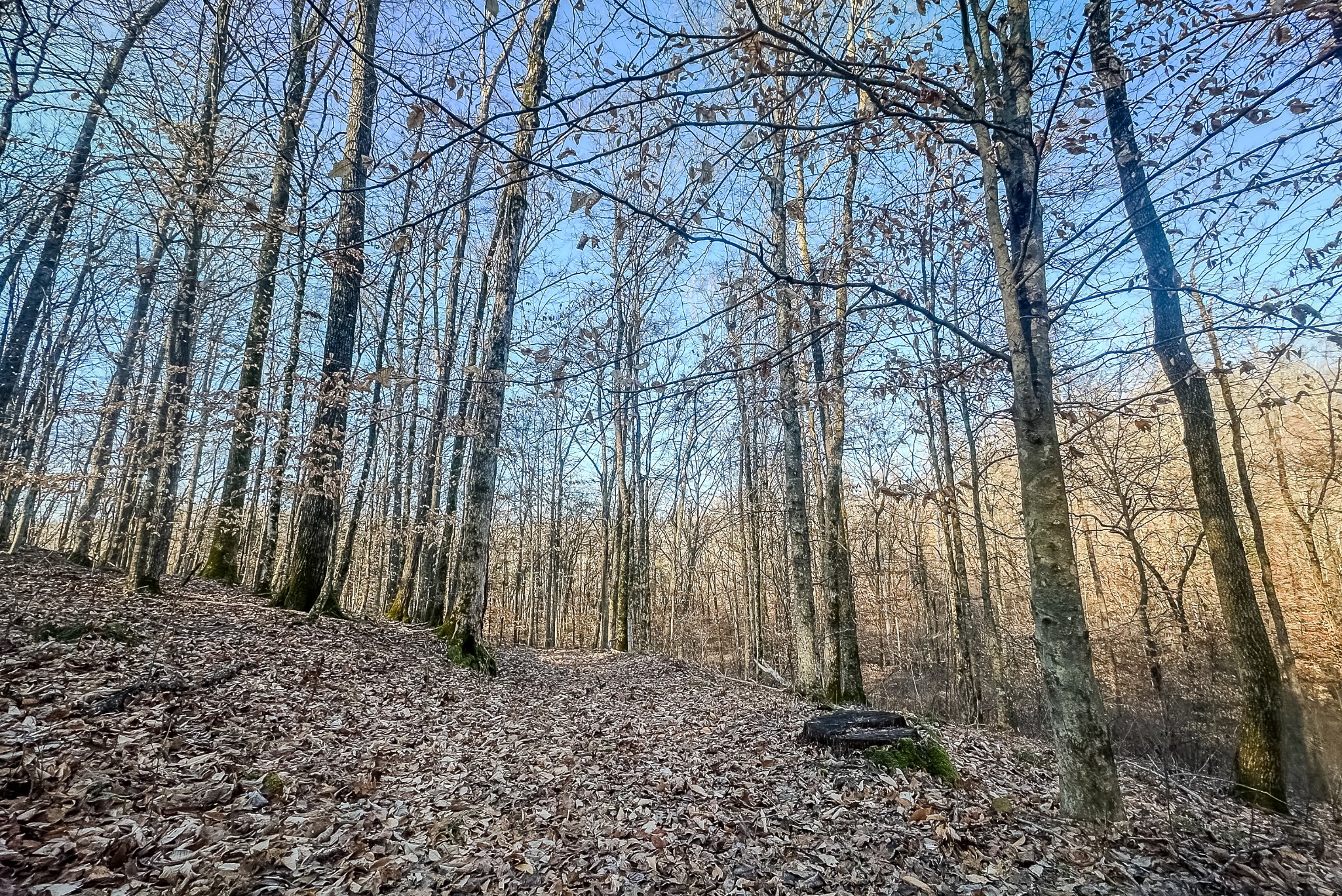 0 Mayberry Prong Road Linden, TN 37096 - Photo 13 of 16 a backyard of a house with lots of green space