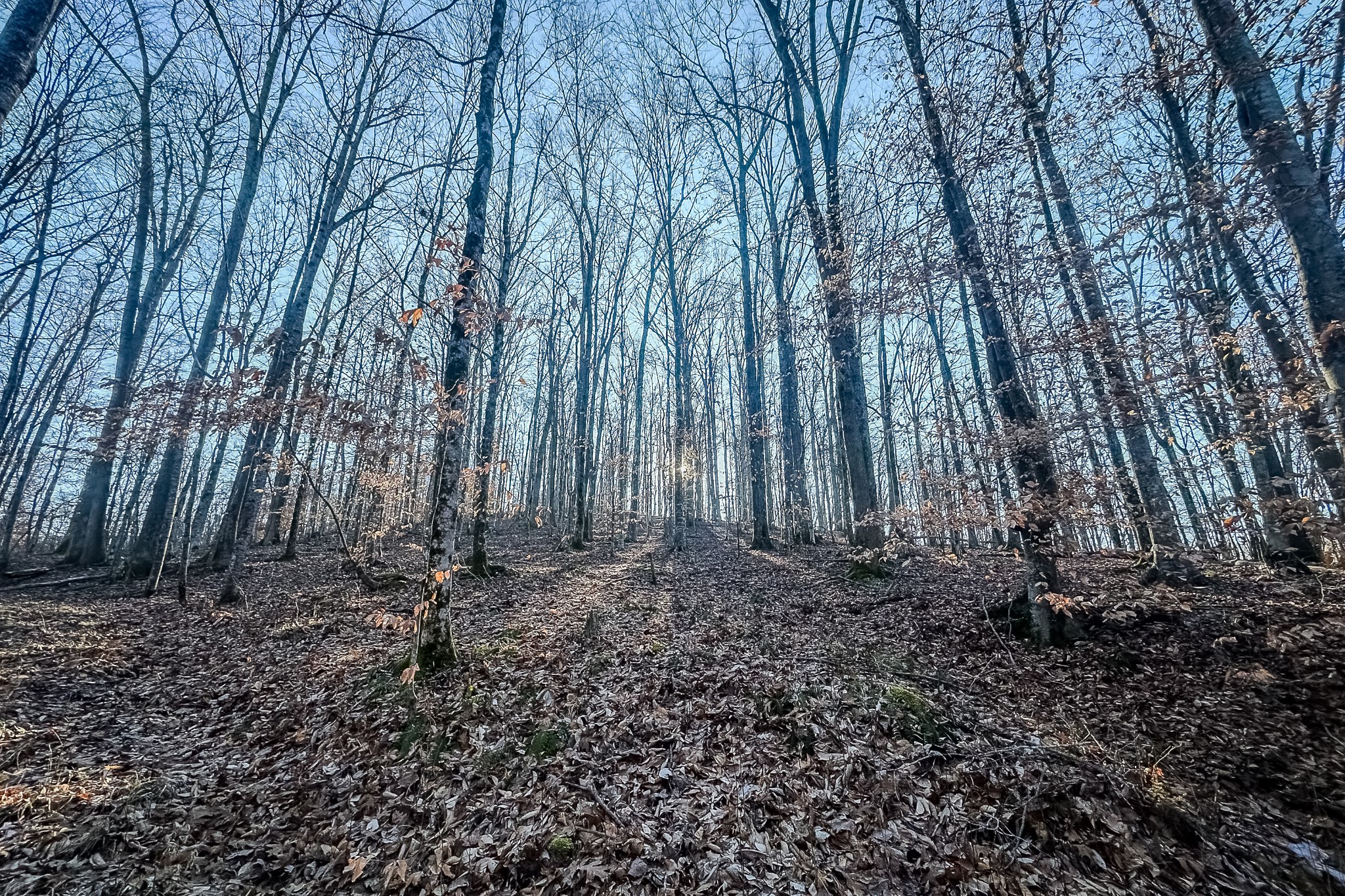 0 Mayberry Prong Road Linden, TN 37096 - Photo 14 of 16 a backyard of a house with lots of green space