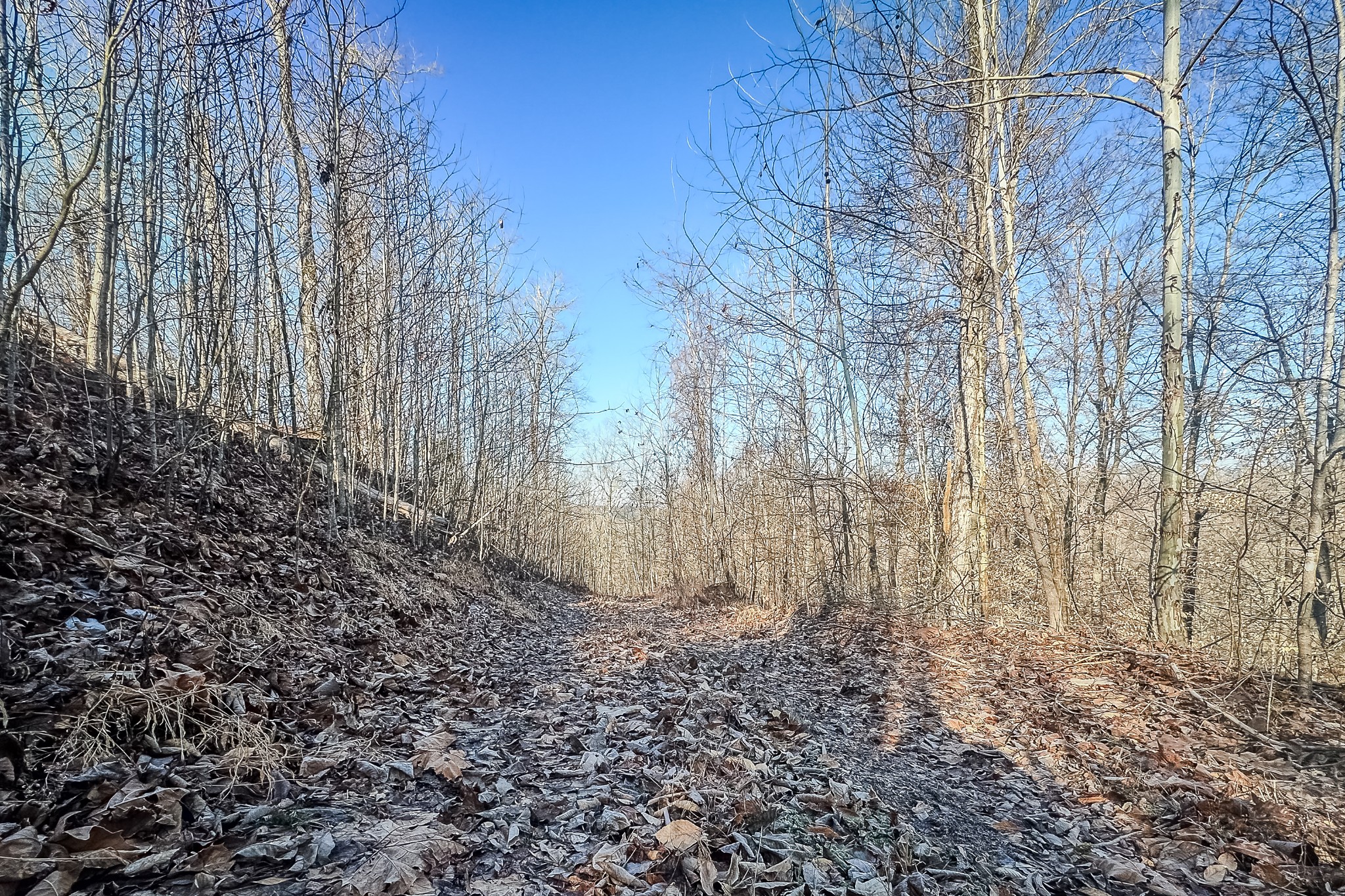0 Mayberry Prong Road Linden, TN 37096 - Photo 15 of 16 a view of a yard with large trees