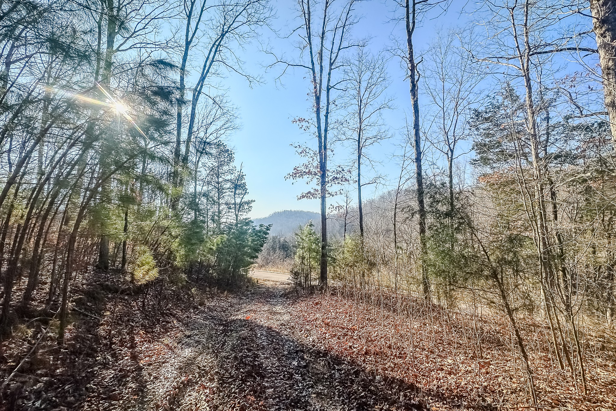 0 Mayberry Prong Road Linden, TN 37096 - Photo 16 of 16 a view of a yard with lots of trees