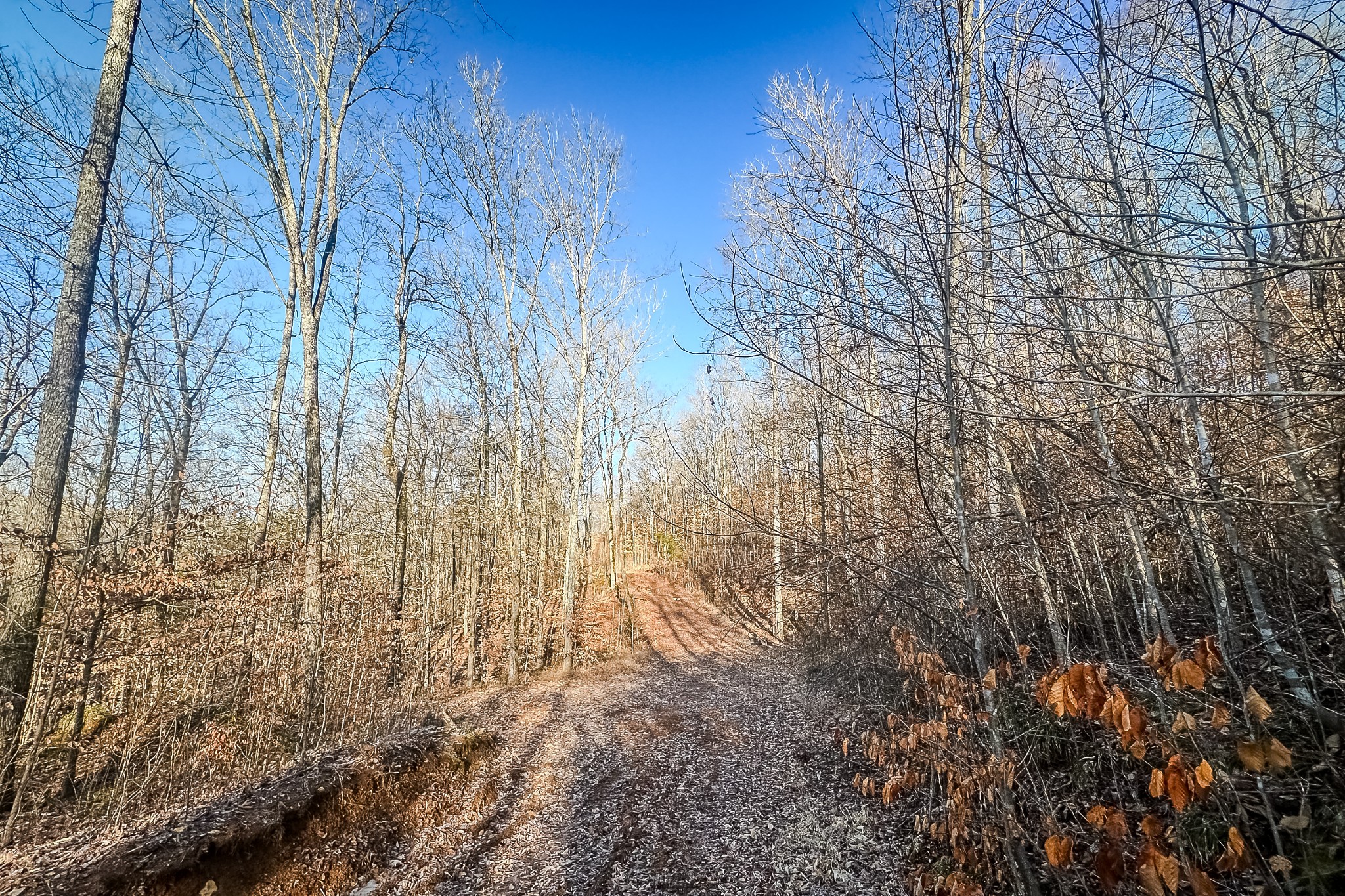 0 Mayberry Prong Road Linden, TN 37096 - Photo 4 of 16 a view of forest