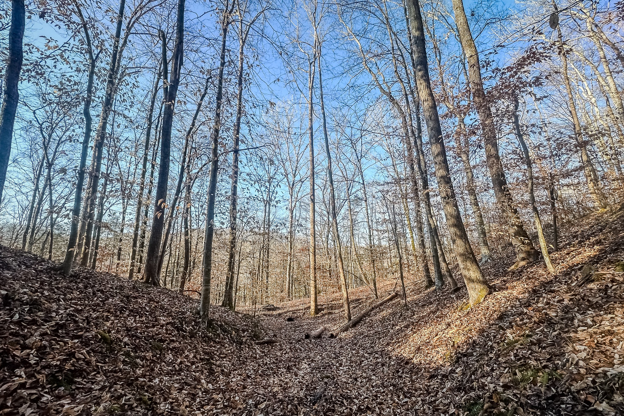 0 Mayberry Prong Road Linden, TN 37096 - Photo 6 of 16 a view of a backyard with large trees