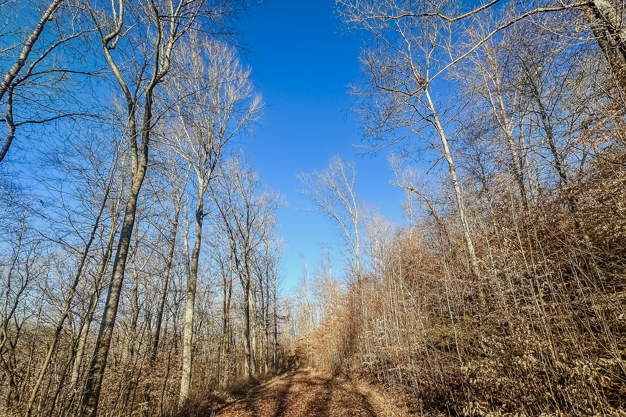 0 Mayberry Prong Road Linden, TN 37096 - Photo 7 of 16 a backyard of a building