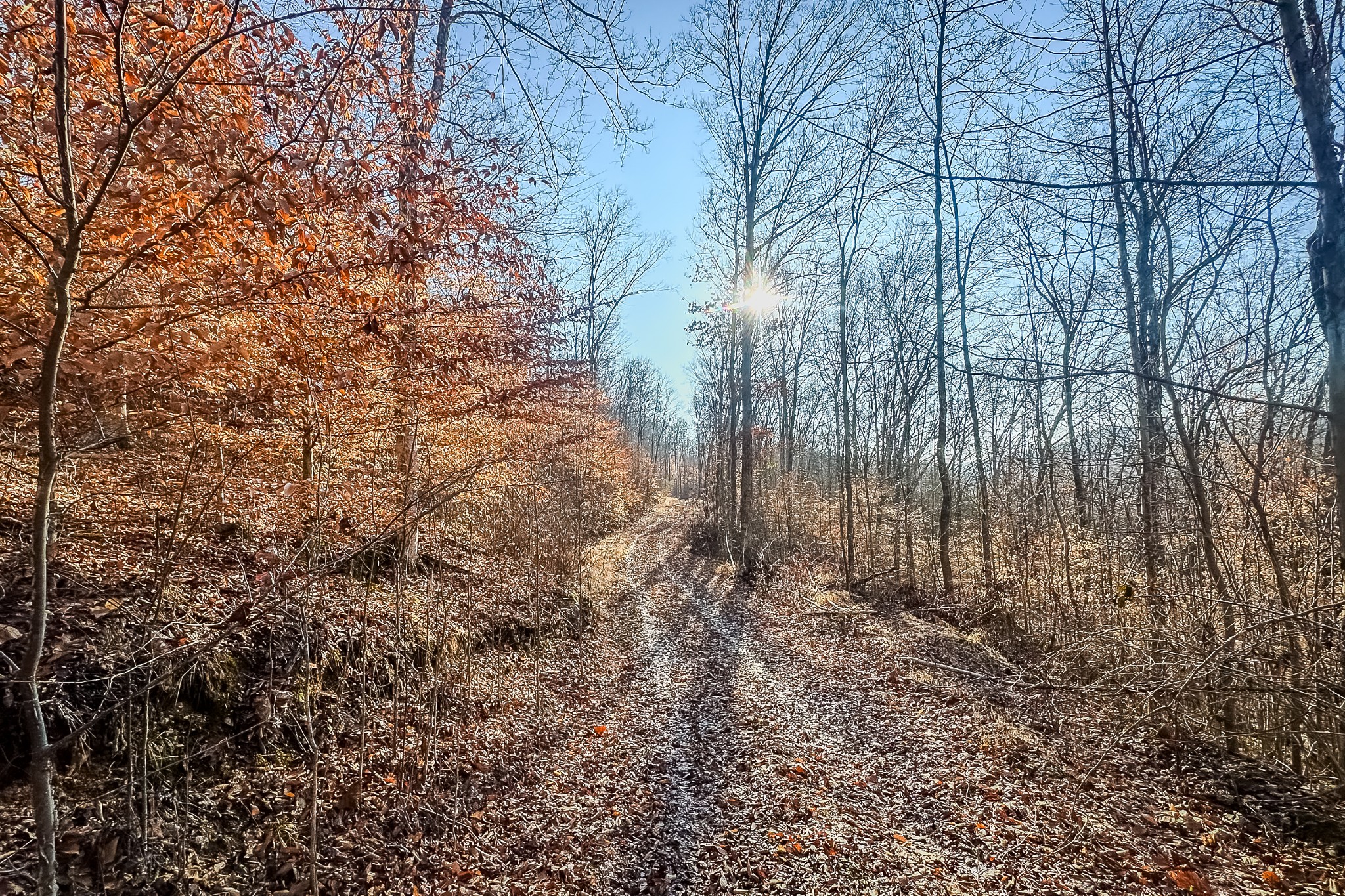 0 Mayberry Prong Road Linden, TN 37096 - Photo 8 of 16 a view of backyard with tree